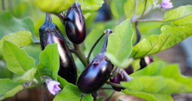 किसानों के लिए फायदेमंद बैंगन की ये 5 हाइब्रिड किस्में, कम लागत में मिलेगी 600 क्विंटल तक उपज