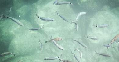 बालाघाट: मध्य प्रदेश में एकीकृत मत्स्योद्योग नीति 2026 लागू , मत्स्य क्षेत्र को मिली नई दिशा