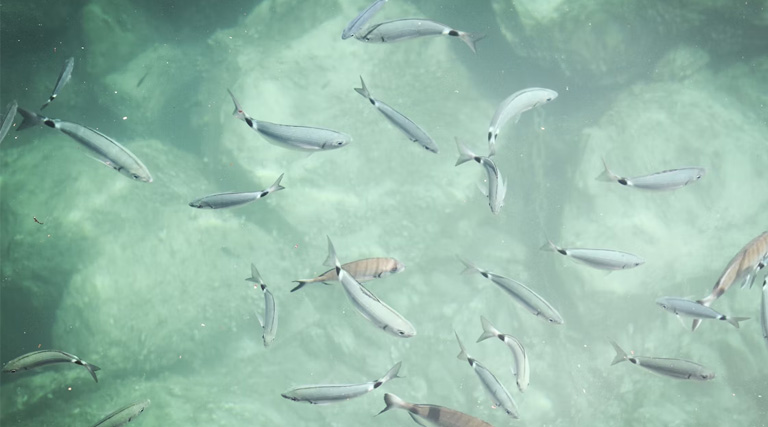 बालाघाट: मध्य प्रदेश में एकीकृत मत्स्योद्योग नीति 2026 लागू , मत्स्य क्षेत्र को मिली नई दिशा