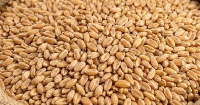 समर्थन मूल्य पर पहले दिन हुई 1616 क्विंटल गेहूं की खरीदी : खाद्य मंत्री श्री राजपूत