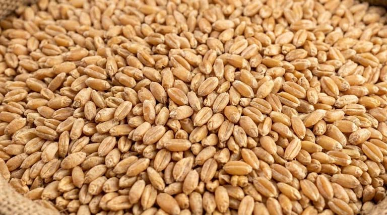 समर्थन मूल्य पर पहले दिन हुई 1616 क्विंटल गेहूं की खरीदी : खाद्य मंत्री श्री राजपूत