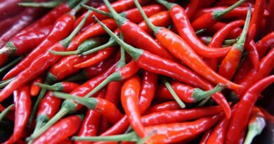 मिर्च की प्रमुख बीमारियाँ एवं उनका समेकित प्रबंधन