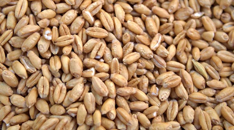 मध्यप्रदेश में MSP पर गेहूं खरीदी तेज, 2 दिन में किसानों को 6 करोड़ 37 लाख का भुगतान