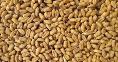 एमपी में समर्थन मूल्य पर शनिवार तक 30,619 मीट्रिक टन गेहूं की हुई खरीद, 7103 किसान लाभान्वित  