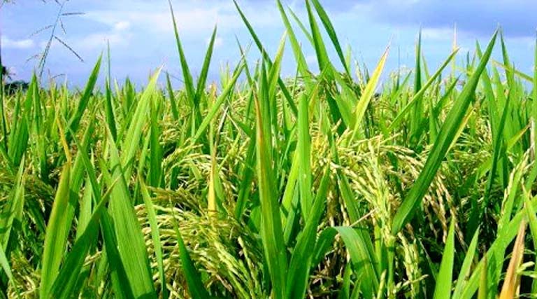 राजस्थान में खरीफ 2026-27 के लिए विशेष राज्यव्यापी उर्वरक गुणवत्ता अभियान 30 अप्रैल तक, किसानों को समय पर मिलेगी खाद  