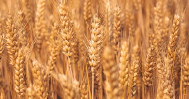 मध्यप्रदेश: विदिशा में गेहूं भुगतान की शुरुआत, किसानों के खातों में पहुंचे 5.87 लाख रुपये  