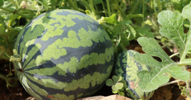 तरबूज की खेती से किसान होंगे मालामाल, बस अपनाएं ये आधुनिक तरीका; 75–90 दिन में तैयार होगी फसल