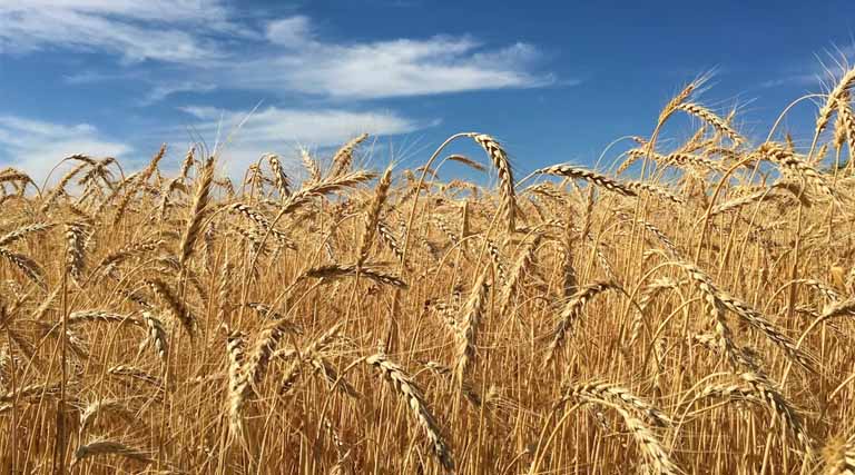 गेहूँ मंडी रेट (13 अप्रैल 2026)