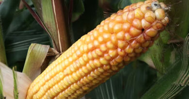 आज का मक्का मंडी रेट (13 अप्रैल 2026)