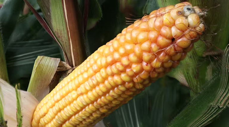 आज का मक्का मंडी रेट (13 अप्रैल 2026)