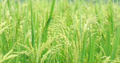 आज का धान मंडी रेट (13 अप्रैल 2026)