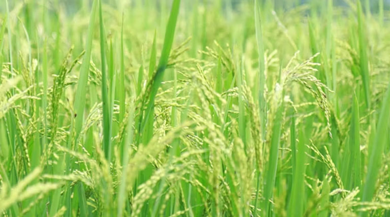 आज का धान मंडी रेट (13 अप्रैल 2026)