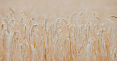 गेहूं उपार्जन में तेजी: 342 किसानों को 3.28 करोड़ का भुगतान, प्रक्रिया सरल और तेज