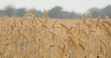 समर्थन मूल्य गेहूं विक्रय भुगतान में विदिशा बना प्रदेश में अग्रणी