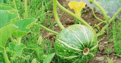 गर्मी में कद्दूवर्गीय सब्जियों की खेती कैसे करें, जानिए पूरी तकनीक  