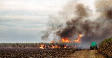खंडवा: खेतों में नरवाई जलाने वाले 34 ग्रामीणों से 1 लाख रुपए से अधिक जुर्माना वसूला