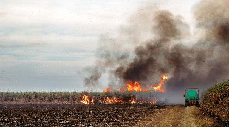 खंडवा: खेतों में नरवाई जलाने वाले 34 ग्रामीणों से 1 लाख रुपए से अधिक जुर्माना वसूला
