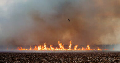 मध्यप्रदेश: नरवाई जलाने पर प्रशासन सख्त, 34 किसानों से 1 लाख रुपये से अधिक जुर्माना वसूला  
