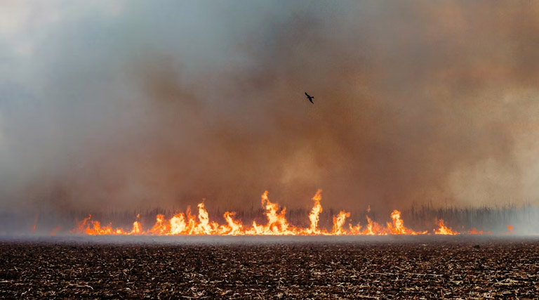 मध्यप्रदेश: नरवाई जलाने पर प्रशासन सख्त, 34 किसानों से 1 लाख रुपये से अधिक जुर्माना वसूला  