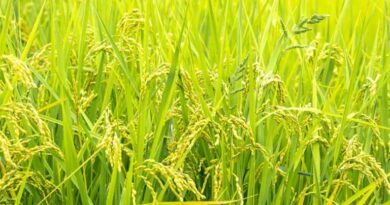 आज का धान मंडी रेट (14 अप्रैल 2026) 