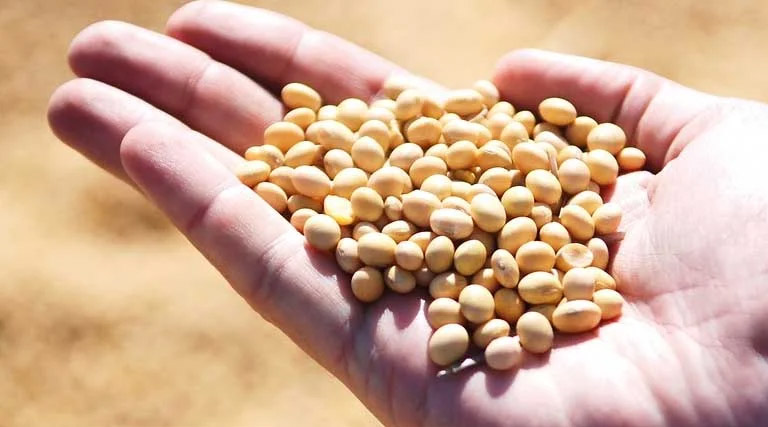 आज का सोयाबीन मंडी रेट (14 अप्रैल 2026)