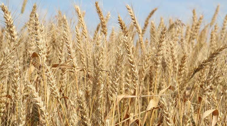 आज का गेहूँ मंडी रेट (14 अप्रैल 2026)