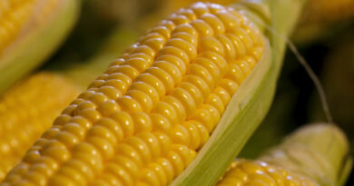 आज का मक्का मंडी रेट (14 अप्रैल 2026)