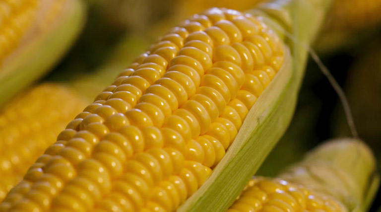 आज का मक्का मंडी रेट (14 अप्रैल 2026)