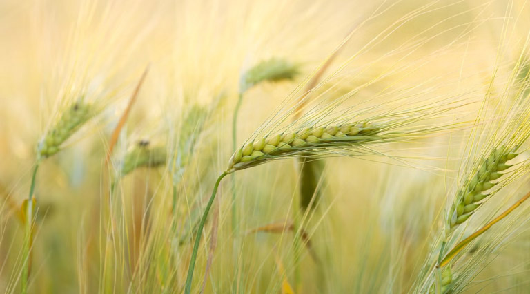 किसानों को गेहूं बेचने के लिए इंतजार नहीं करना पड़े : मुख्यमंत्री डॉ. यादव