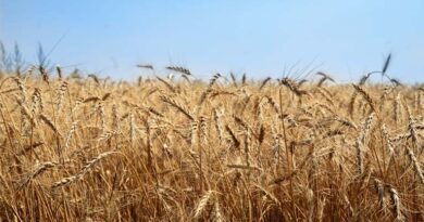 मध्यप्रदेश: शहडोल में समर्थन मूल्य पर गेहूं खरीदी 15 अप्रैल से होगी शुरू, किसानों को मिलेगा 2625 रु प्रति क्विंटल भाव  