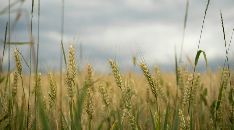 सीहोर के किसानों को फसल बीमा योजना से मिली बड़ी राहत, लाभार्थियों और राशि में रिकॉर्ड बढ़ोतरी  