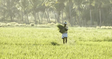 28199 किसानों से 12 लाख 52 हजार 470 क्विंटल गेहूँ की खरीदी : खाद्य मंत्री राजपूत
