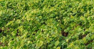 किसान अलर्ट: मूंग में माहू, जैसिड और फल मक्खी का बढ़ा प्रकोप, वैज्ञानिकों जारी की एडवाइजरी  