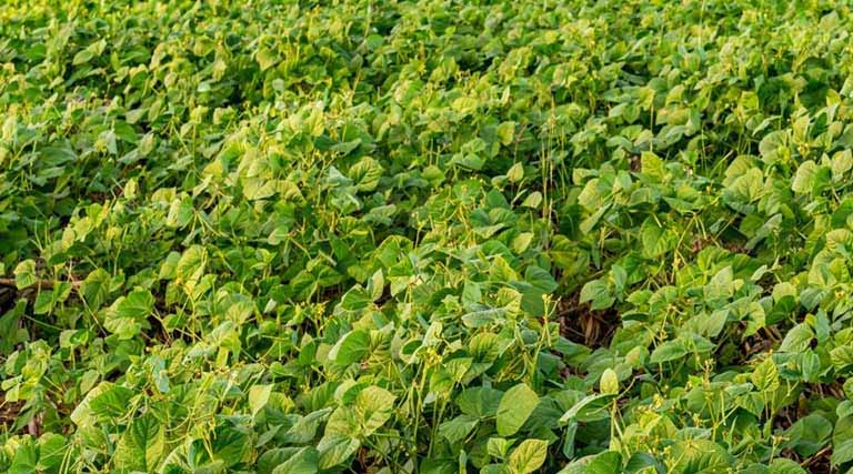 किसान अलर्ट: मूंग में माहू, जैसिड और फल मक्खी का बढ़ा प्रकोप, वैज्ञानिकों जारी की एडवाइजरी