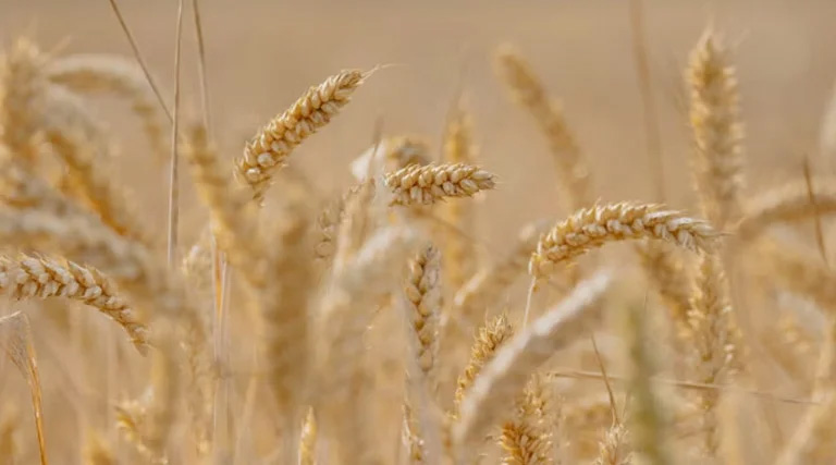 गेहूं उपार्जन के दौरान व्यापारियों द्वारा गेहूं की निकासी पर कलेक्टर ने लगाया प्रतिबंध