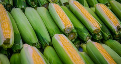 आज का मक्का मंडी रेट (15 अप्रैल 2026)