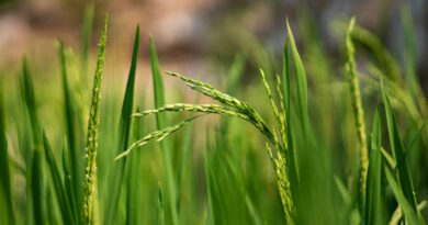 आज का धान मंडी रेट (15 अप्रैल 2026) 