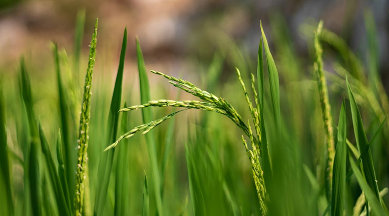 आज का धान मंडी रेट (15 अप्रैल 2026) 