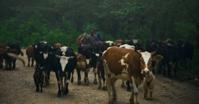 किसान बन सकते लखपति, टॉप 3 देसी गायों से बढ़ाएं दूध और आमदनी  