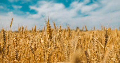 आज का गेहूँ मंडी रेट (15 अप्रैल 2026)