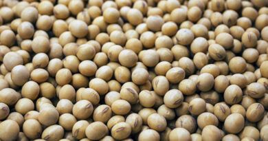 आज का सोयाबीन मंडी रेट (15 अप्रैल 2026)