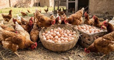 UP Poultry Conclave 2026: लखनऊ में शुरू हुआ दो दिवसीय कॉन्क्लेव, देशभर से जुटे एक्सपर्ट; बैकयार्ड फार्मिंग पर खास जोर  