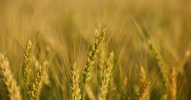 मध्य प्रदेश में गेहूं उपार्जन का दूसरा चरण शुरू, किसानों को 10 करोड़ से ज्यादा भुगतान  