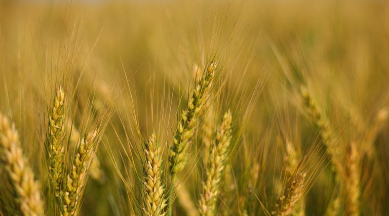 मध्य प्रदेश में गेहूं उपार्जन का दूसरा चरण शुरू, किसानों को 10 करोड़ से ज्यादा भुगतान  