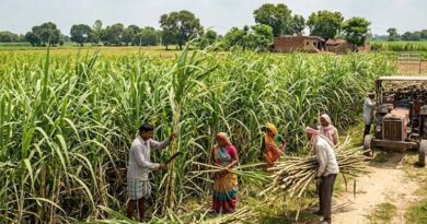 वाइड रो स्पेसिंग तकनीक से करें गन्ने की खेती तो होगी अच्छी कमाई