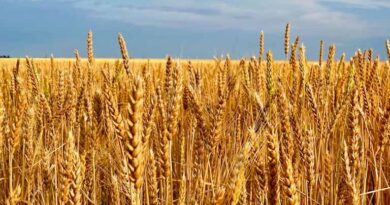 न्यूनतम समर्थन मूल्य पर अभी तक 12 लाख 52 हजार 470 क्विंटल गेहूँ की खरीदी