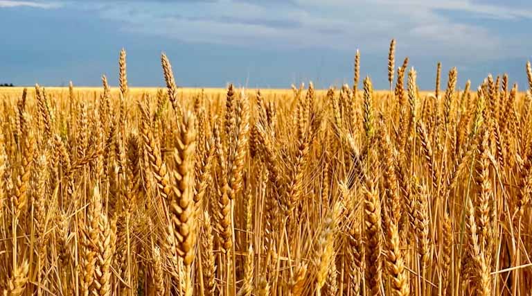 न्यूनतम समर्थन मूल्य पर अभी तक 12 लाख 52 हजार 470 क्विंटल गेहूँ की खरीदी