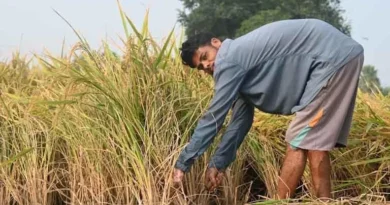 राजस्थान कृषि विभाग ने जारी किया टोल फ्री नंबर, फसल खराब होने पर 14447 पर करें शिकायत  