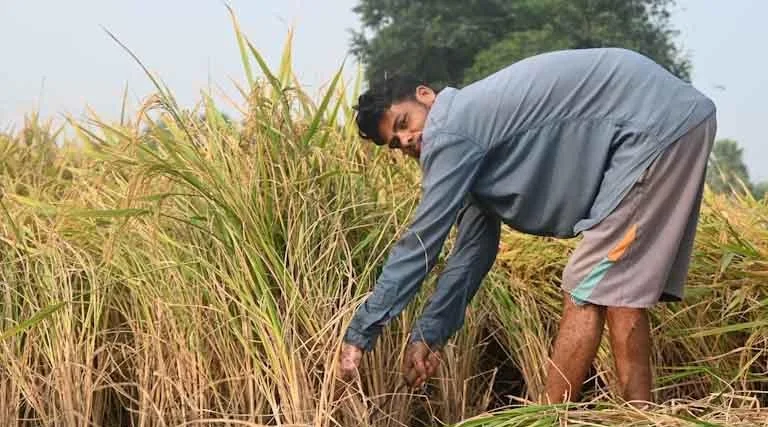 राजस्थान कृषि विभाग ने जारी किया टोल फ्री नंबर, फसल खराब होने पर 14447 पर करें शिकायत  