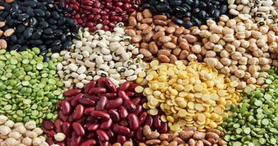 किसानों के लिए राहत: उन्नत और संकर बीज पर मिलेगी सब्सिडी, यूपी सरकार ने करोड़ों रुपये मंजूर किए  